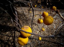 Dying orange tree / flickr