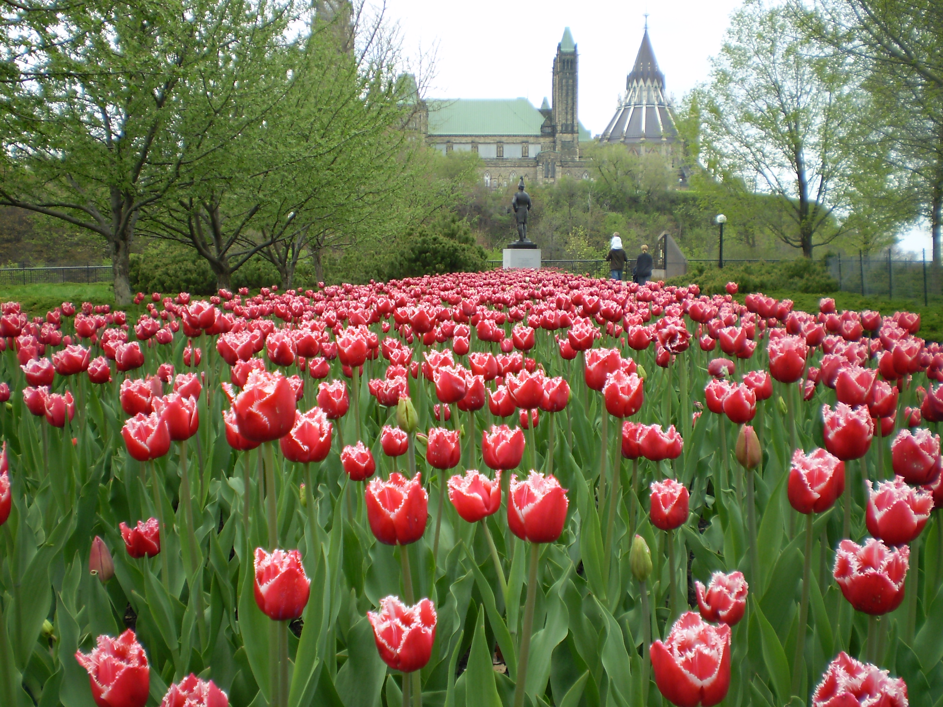 Tavasz és tulipánfesztivál Ottawában