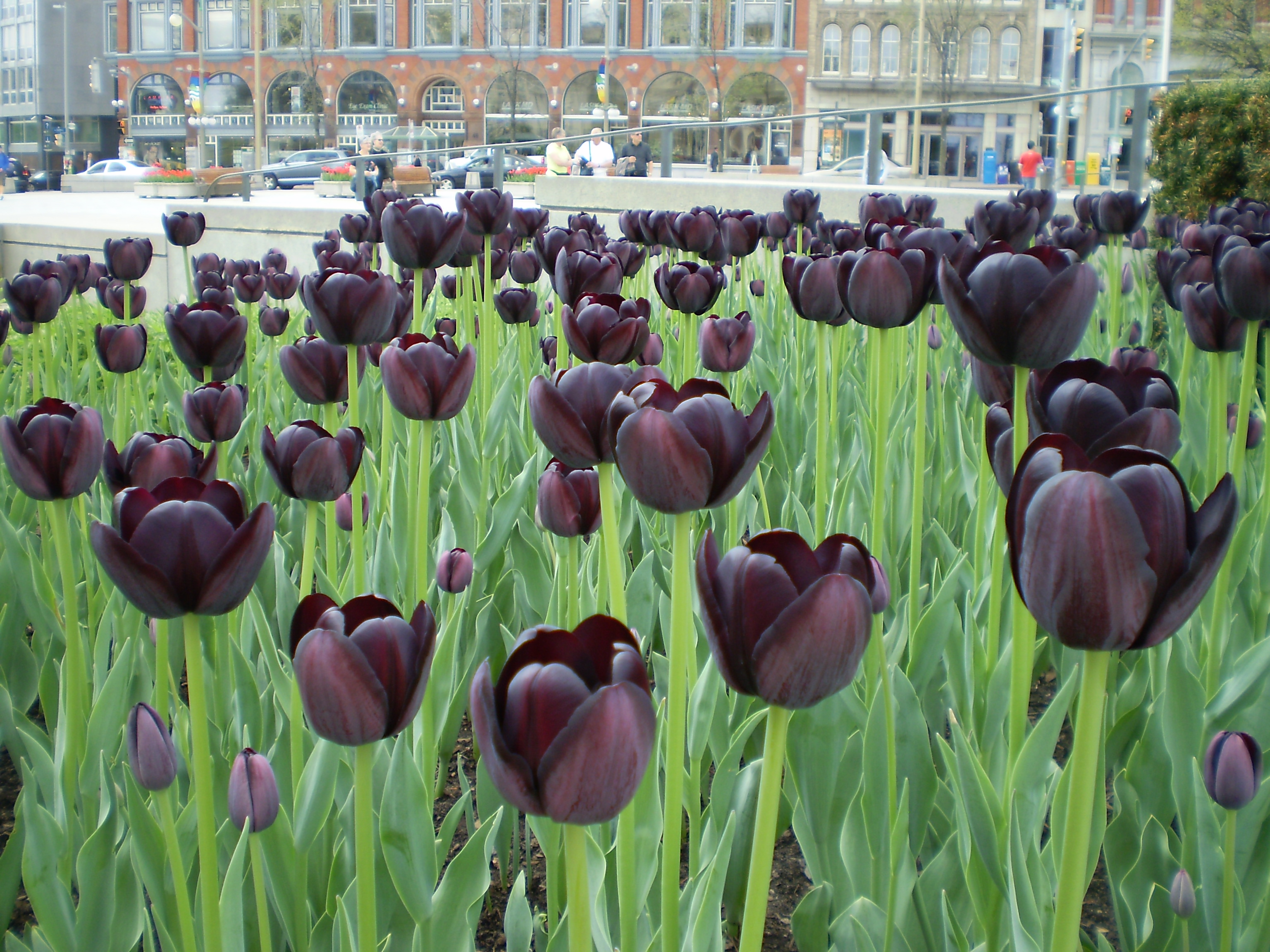 Tulipánok a kanadai háborús emlékmű előtt