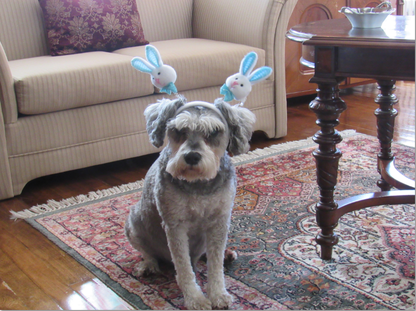 Rufus kutyám is készül Húsvétra. Fotó: C.A.