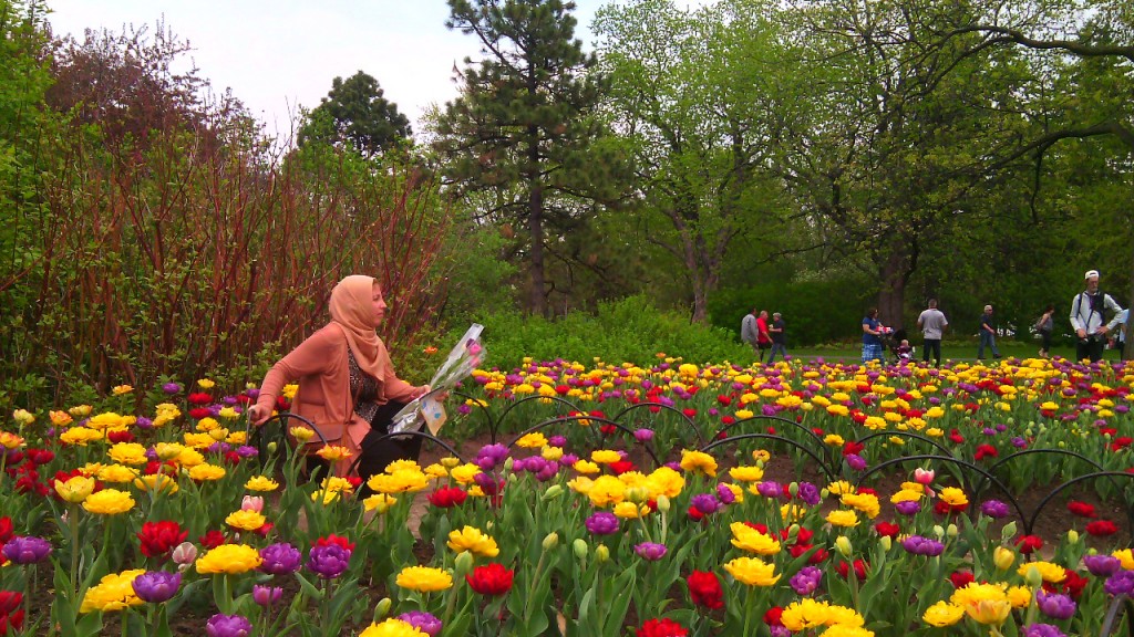 Tulipán fesztivál Ottawában, a Commissioners Parkban. Fotó: Christopher Adam/KMH