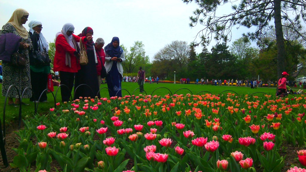 Commissioners Park, Ottawában. A holland királyi család 100 ezer tulipán hagymát ajándékozott Kanadának 1945-ben. Fotó: Christopher Adam/KMH.