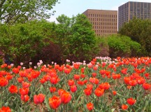 Összesen 300 ezer tulipán van elültetve az ottawai Commissioners Parkban. Fotó: Christopher Adam/KMH.