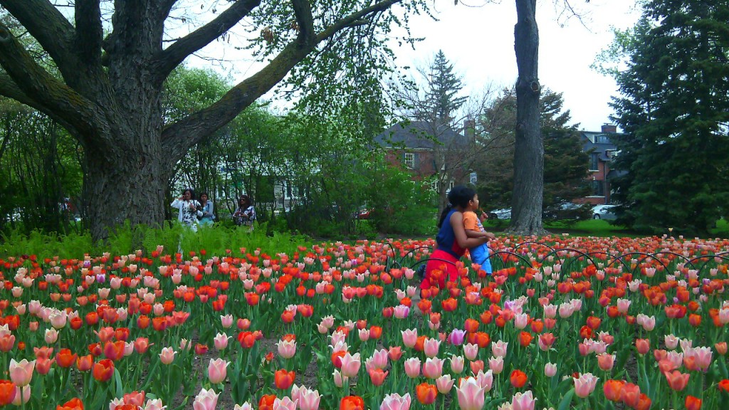 Tulipán fesztivál Ottawában, a Commissioners Parkban. Fotó: Christopher Adam/KMH.
