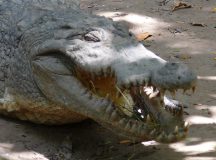 A foguk fehérje,  avagy a krokodil foga